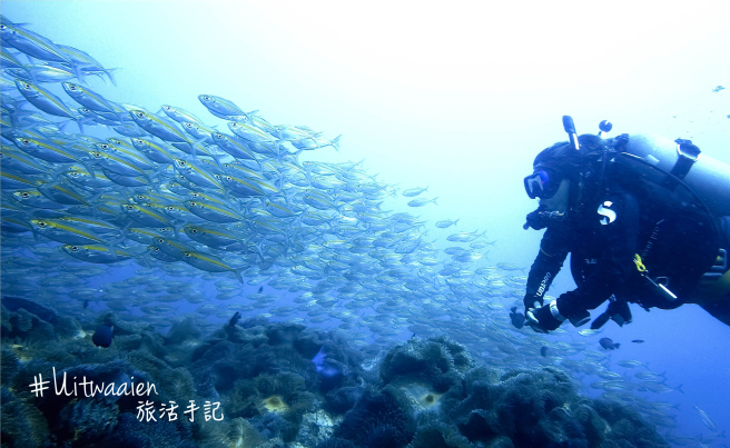 【潛遊泰國】 東南亞最平潛水地 泰國 龜島潛水 懶人包